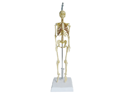 ZM1004 人體骨骼模型