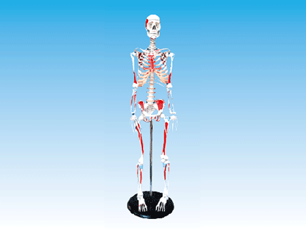 ZM1003-1 人體骨骼附肌肉附著點著色模型