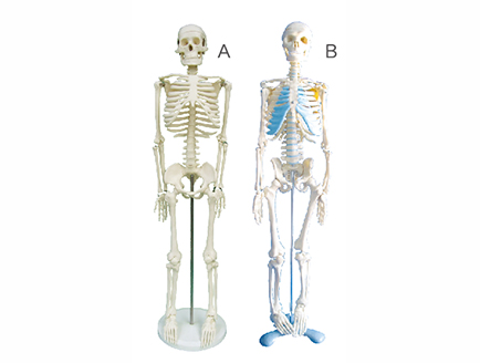 ZM1003 人體骨骼模型