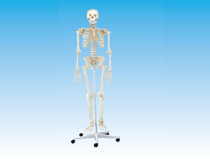 ZM1002-1 女性全身骨骼模型