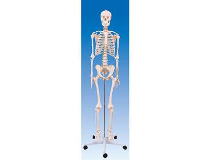 ZM1001 男性全身骨骼模型