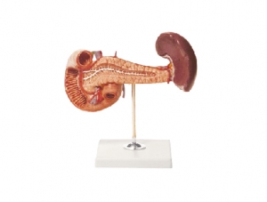 ZM1076-1 胰、十二指腸和脾