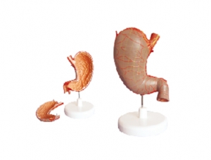 ZM1070-1 胃解剖模型