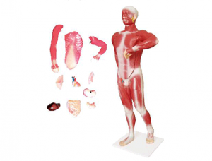 ZM1068 人體肌肉及胸腹腔臟器解剖模型