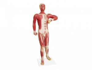 ZM1067 人體淺層運動肌肉模型