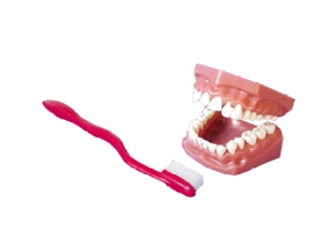 ZM1051 牙保健模型