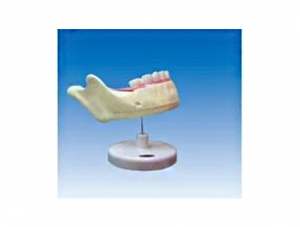 ZM1049-2 下頜乳牙解剖