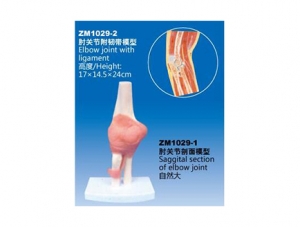 ZM1029-2 肘關節附韌帶模型