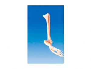 ZM1027-4 足骨、腓骨和脛骨模型