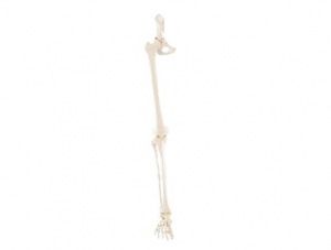 ZM1027-2 下肢骨連髖骨模型