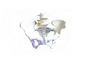 ZM1024-1 女性骨盆附第3、4腰椎模型