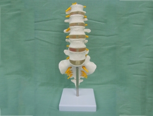 ZM1023-12 5節腰椎帶骶骨附突出模型