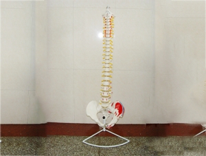 ZM1023-9 脊椎帶骨盆腿骨附肌肉模型
