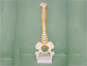 ZM1023-8 脊椎帶骨盆腿骨模型