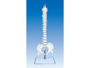 ZM1023-3 脊柱骨、骨盆與股骨頭模型
