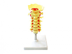 ZM1021  枕骨頸椎和椎動脈脊神經模型