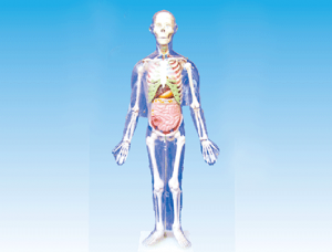 ZM1003-3 人體體表、人體骨骼與內臟關系模型