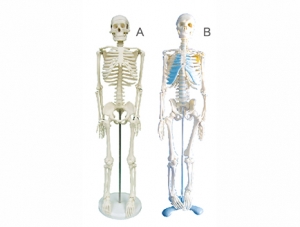 ZM1003 人體骨骼模型