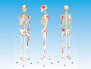 ZM1001-4 人體骨骼附關節韌帶和肌肉起止點著色模型