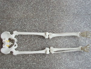 ZM1024-2 骨盆帶腿骨