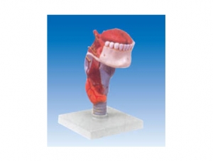 ZM1079-2 喉連舌、牙模型