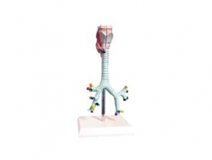 ZM1080-2 喉、氣管、支氣管、及肺段支氣管解剖模型