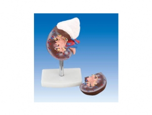 ZM1089-5 腎臟解剖模型