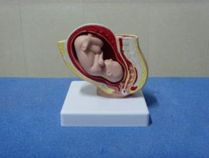 ZM1110-1 女性盆腔帶娠妊解剖