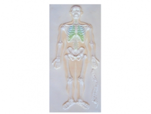 ZM1118-1 人體骨骼系統浮雕