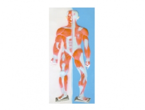 ZM1118-2 人體肌肉系統浮雕