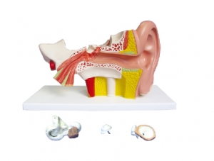 ZM1130-1 耳（外、中、內）解剖放大