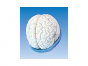 ZM1147-4 腦及腦室解剖