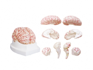 ZM1161-1 腦及腦動脈分布