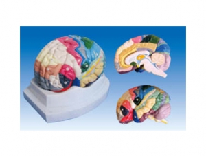 ZM1164 大腦剖面模型