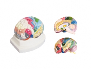 ZM1165 大腦皮質分區模型