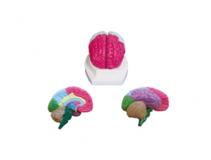 ZM1167 大腦分葉模型