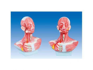 ZM1184 頭、面、頸部解剖和頸外動脈配布模型
