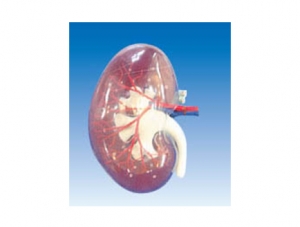 ZM1196 透明腎段（附A）