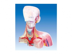 ZM1199 顱腔及頭頸胸局解