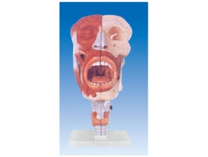ZM1205 鼻、口、咽、喉腔解剖模型