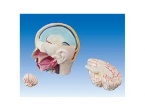 ZM1214 頭部解剖附腦模型