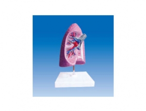 ZM2015 氣管、支氣管和肺解剖模型