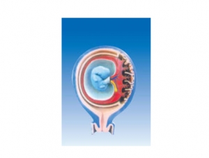 ZM6016 胎兒胎膜與子宮的關系