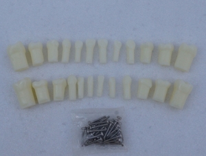 ZM-DSC01249_D6乳牙單直根密胺脂牙