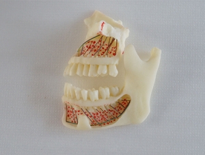 ZM-DSC02005_P4上下頜骨教學模型