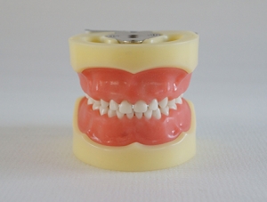 ZM-DSC02021_A3標準乳牙模型