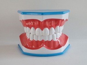 ZM-DSC02049_N14藍色刷牙模型