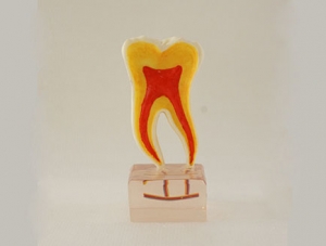 ZM-DSC02171_C20六倍正常牙齒解剖