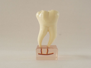 ZM-DSC02172__C20六倍正常牙齒解剖