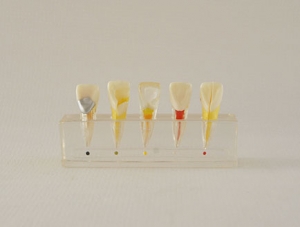 ZM-DSC02228_M6牙體牙髓臨床模型